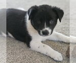 Meeny - Female Mutt Dog for Adoption - Small photo