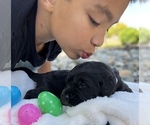 Puppy 1 Miniature Labradoodle