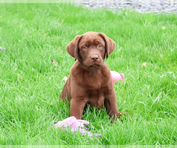 Medium Photo #13 Labrador Retriever Puppy For Sale in SYRACUSE, IN, USA