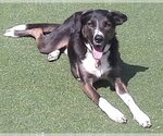 Small #31 Border Collie Mix