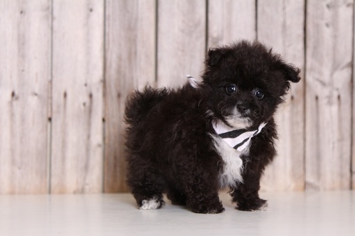 Medium Photo #1 Pom-A-Poo Puppy For Sale in MOUNT VERNON, OH, USA