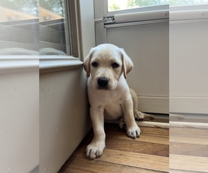 Labrador Retriever Puppy for sale in OVERLAND PARK, KS, USA