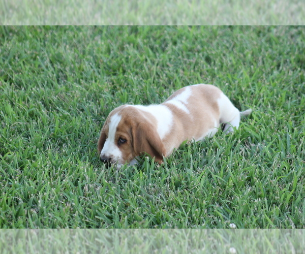 Medium Photo #5 Basset Hound Puppy For Sale in MEMPHIS, MO, USA
