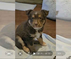Miniature Australian Shepherd Puppy for sale in WALLER, TX, USA