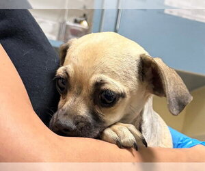 Mutt Dogs for adoption in Denver, CO, USA