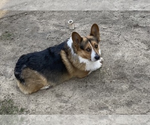 Father of the Pembroke Welsh Corgi puppies born on 05/06/2022