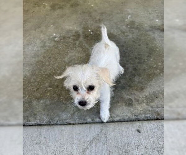 Medium Photo #13 Chihuahua Puppy For Sale in Pacifica, CA, USA