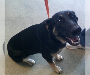 German Shepherd Dog Dogs for adoption in Oklahoma City, OK, USA