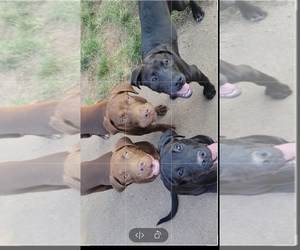 Dogue de Bordeaux-Labrador Retriever Mix Litter for sale in YORK, PA, USA