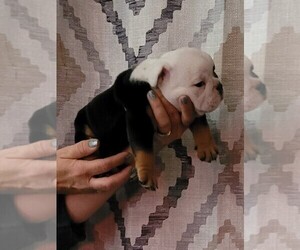 English Bulldog Puppy for sale in BRUNSWICK, GA, USA