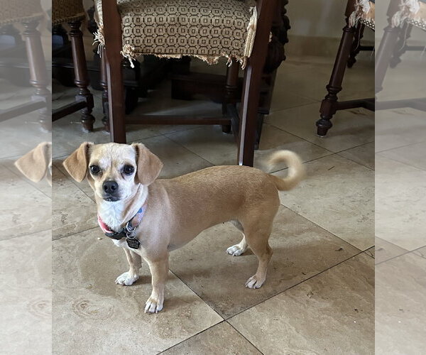 Medium Photo #4 Chihuahua Puppy For Sale in Menifee, CA, USA
