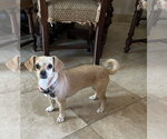 Small #3 Chihuahua