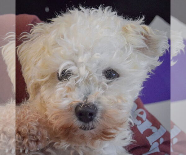 Medium Photo #4 Bichon Frise Puppy For Sale in Huntley, IL, USA