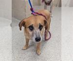 Small Labrador Retriever Mix