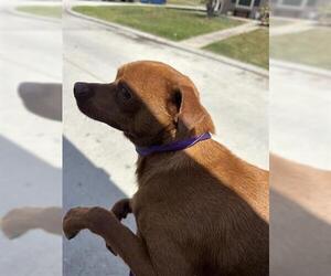 Chihuahua-Vizsla Mix Dogs for adoption in Houston, TX, USA