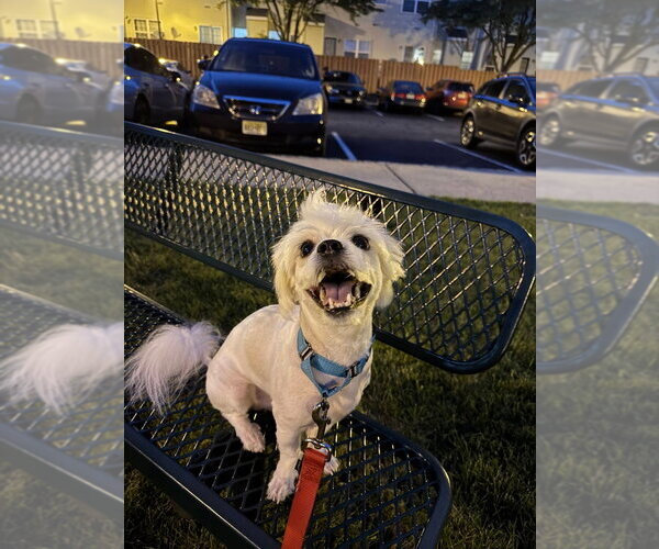 Medium Photo #4 Lhasa-Coton Puppy For Sale in Sayreville, NJ, NJ, USA