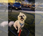 Small #3 Lhasa-Coton