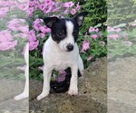 Small Photo #1 Fox Terrier (Toy) Puppy For Sale in FREDERICKSBURG, OH, USA
