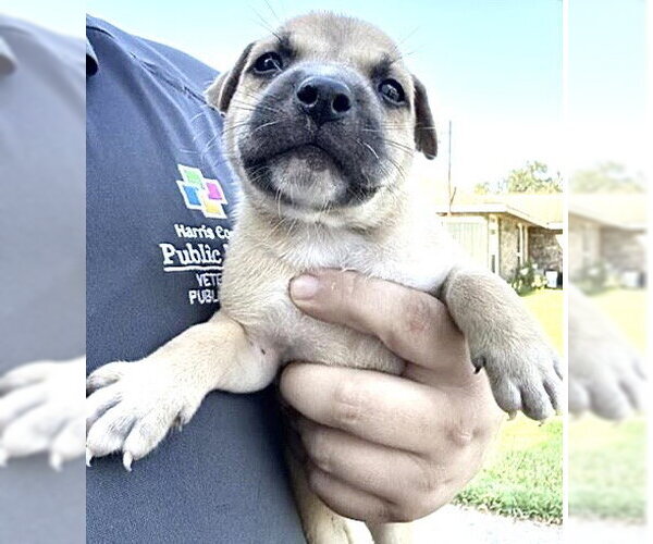 Medium Photo #2 Labrador Retriever-Unknown Mix Puppy For Sale in Houston, TX, USA