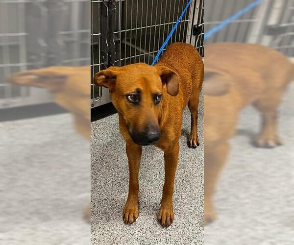 Medium Photo #1 Redbone Coonhound Puppy For Sale in Houston, TX, USA