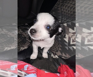 Chihuahua Puppy for sale in COACHELLA, CA, USA