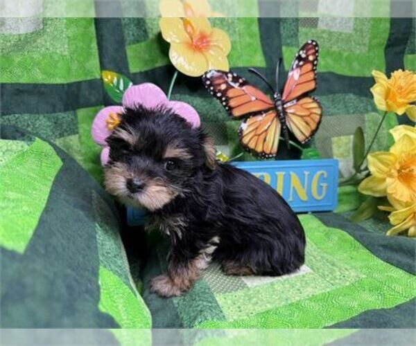 Medium Photo #1 Morkie Puppy For Sale in MIRAMAR, FL, USA