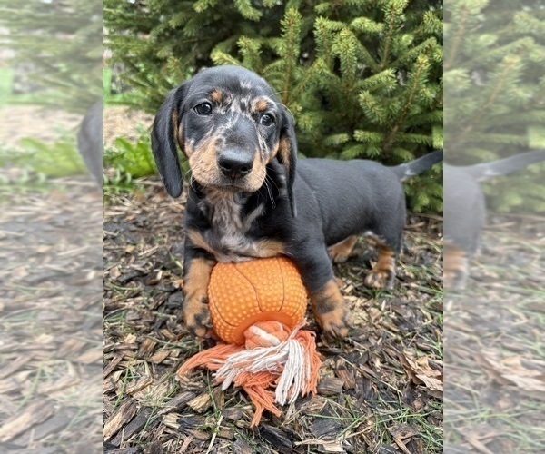 Medium Photo #3 Dachshund Puppy For Sale in MIDDLEBURY, IN, USA