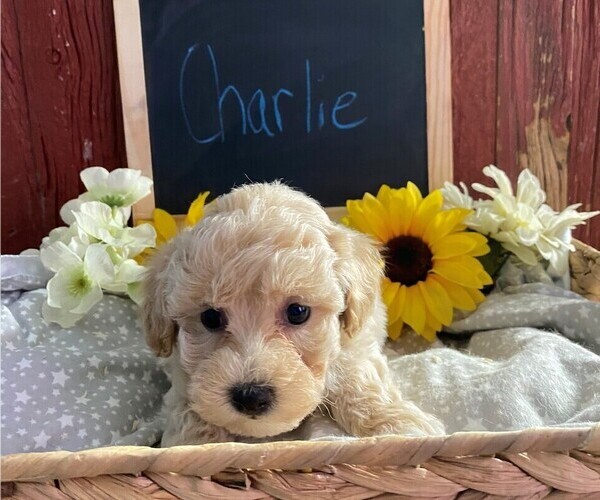 Medium Photo #1 Bichpoo Puppy For Sale in BONDUEL, WI, USA