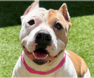 POPPI - Female Mutt Dog for Adoption - Photo #2