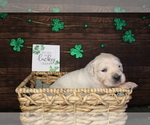 Small Photo #8 English Cream Golden Retriever Puppy For Sale in CLOVIS, CA, USA