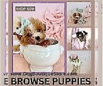 Small #13 Poodle (Toy)