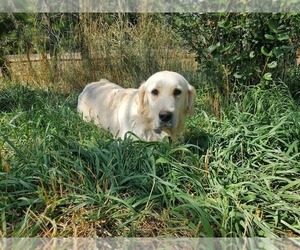 Mother of the Golden Retriever puppies born on 08/20/2023