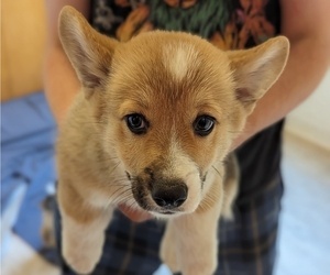 Pembroke Welsh Corgi Puppy for sale in VANCOUVER, WA, USA