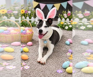 American Pit Bull Terrier-Unknown Mix Dogs for adoption in Germantown, OH, USA