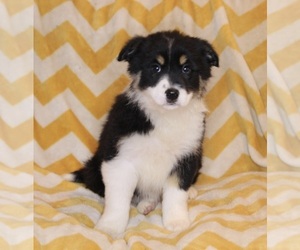 Border Collie Puppy for sale in WARSAW, OH, USA