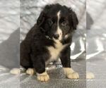 Puppy 0 Border-Aussie