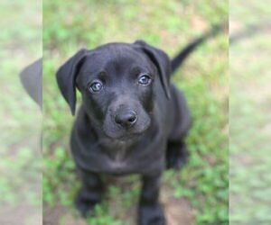 Mutt Dogs for adoption in Wakefield, RI, USA