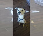 Small #24 American Pit Bull Terrier Mix
