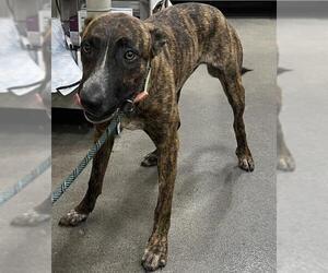 Dutch Shepherd -Unknown Mix Dogs for adoption in Forestville, MD, USA