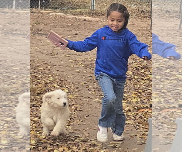 Medium Photo #3 GIANT SCHNAUZER -Great Pyrenees Mix Puppy For Sale in Peralta, NM, USA