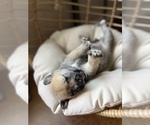 Small Photo #1 Schnu Puppy For Sale in TEMPLE, TX, USA