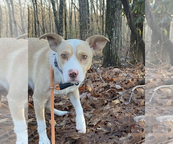 Medium Photo #1 Mutt Puppy For Sale in Frenchburg, KY, USA