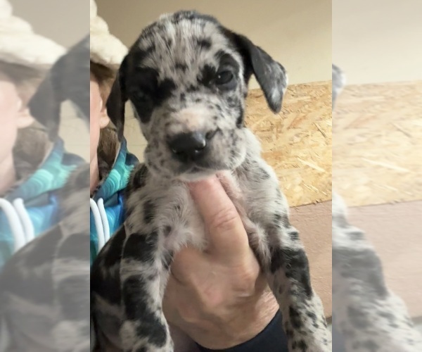 Medium Photo #5 Great Dane Puppy For Sale in CLANTON, AL, USA