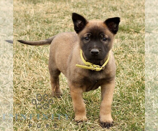 Medium Photo #2 Belgian Malinois Puppy For Sale in STRASBURG, PA, USA