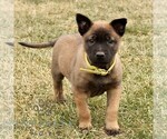 Small #1 Belgian Malinois
