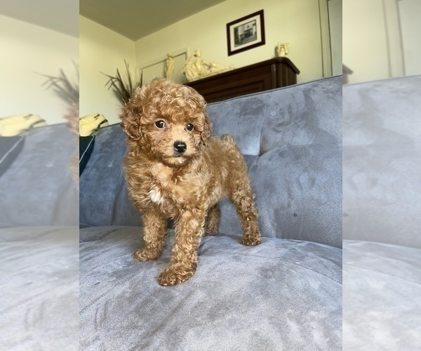 Medium Photo #27 Poodle (Toy) Puppy For Sale in HAYWARD, CA, USA