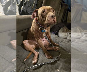 Beatrix - Female American Staffordshire Terrier Dog for Adoption - Photo #22