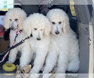 Poodle (Standard) Puppy for Sale in ZILLAH, Washington USA