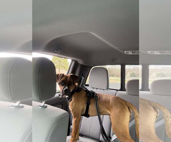 Medium Photo #1 Boxer-Unknown Mix Puppy For Sale in Woodbury, MN, USA