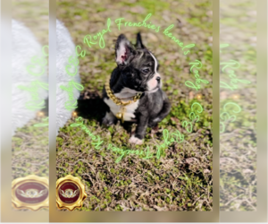 French Bulldog Dog for Adoption in ATHENS, Georgia USA